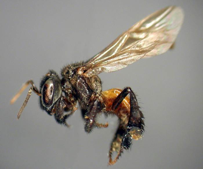 Пчела-падальщик, фото фотография насекомые