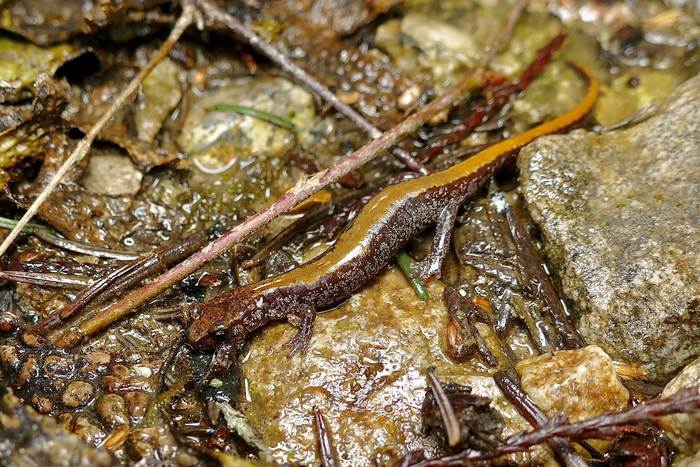 Черноногая саламандра (Plethodon idahoensis), фото фотография амфибии