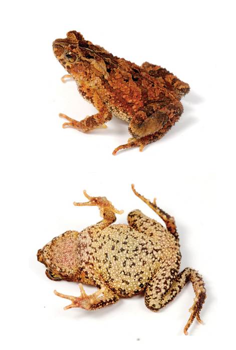 Хохлатая жаба (Ingerophrynus divergens), фото фотография амфибии