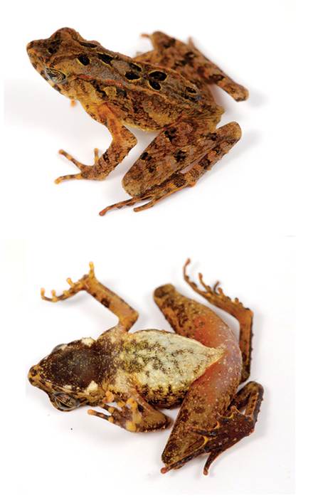 Тонкотелая жаба (Leptophryne borbonica), фото фотография амфибии