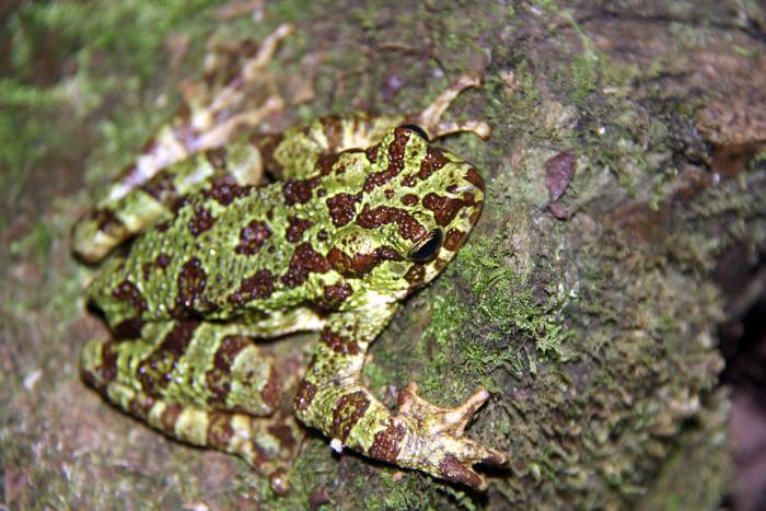 Борнеоская жаба (Rentapia everetti), фото фотография амфибии