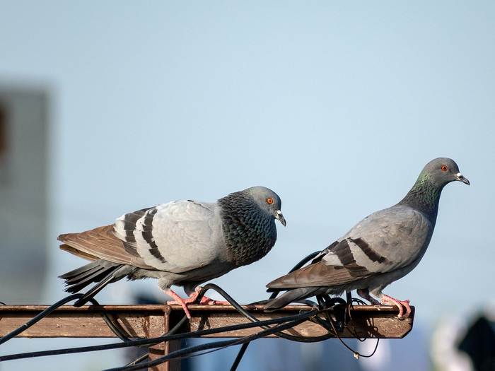 Сизые городские голуби, фото фотография птицы