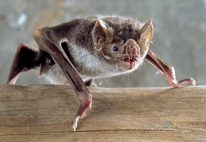 Обыкновенный вампир (Desmodus rotundus), фото фотография рукокрылые
