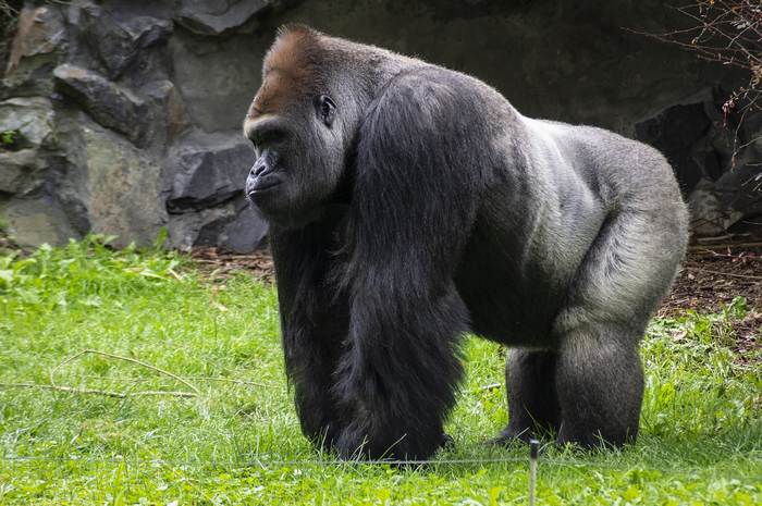Западная горилла (Gorilla gorilla) самец, фото фотография приматы