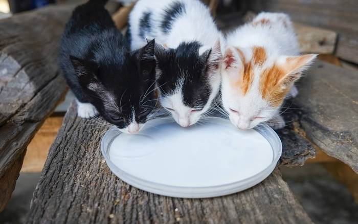 Три кошки пьют молоко, фото фотография