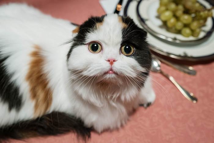 Кошка около тарелки с едой, фото фотография