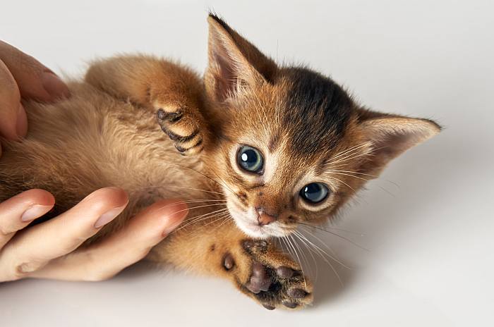 Котенок абиссинской кошки, фото фотография породы кошек