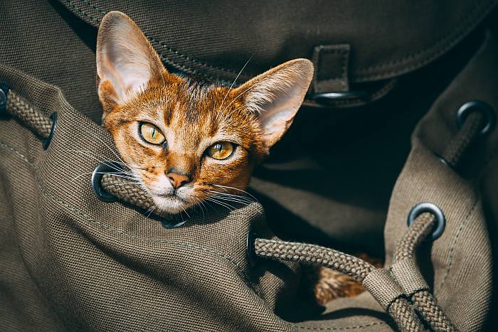Абиссинская кошка, фото фотография