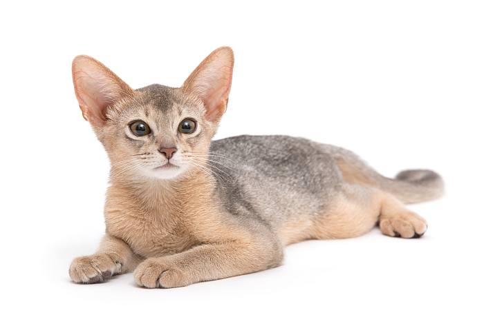 Абиссинский котенок, фото породы кошки фотография
