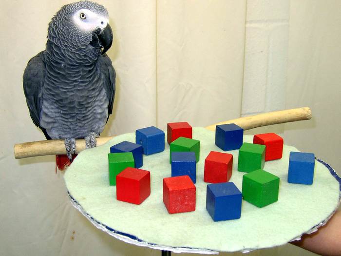Серый попугай Алекс, фото фотография птицы