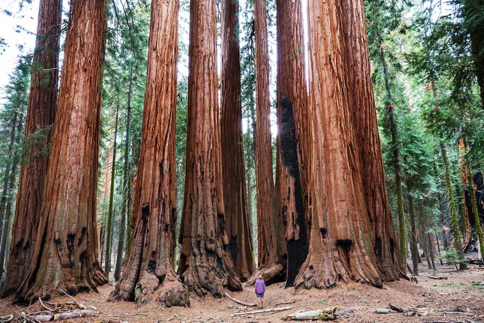 Секвойя (Sequoia), фото фотография деревья