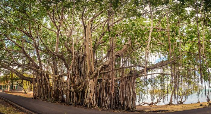 Бенгальский фикус (Ficus benghalensis), фото самые деревья фотография
