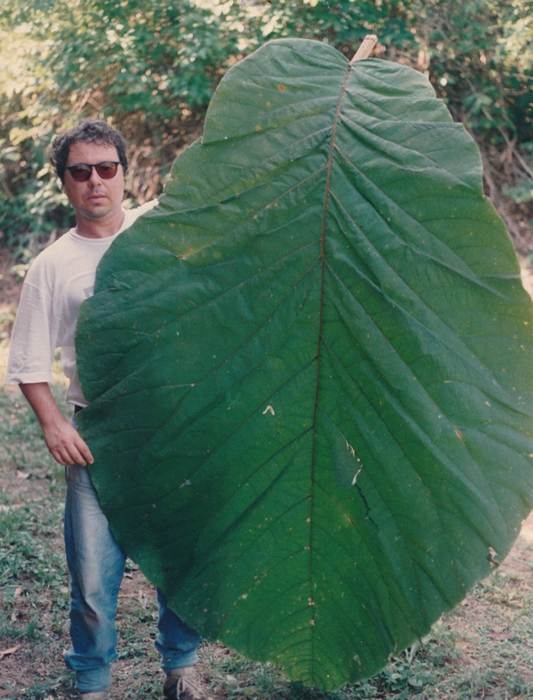 Кокколоба гигантская (Coccoloba gigantifolia), фото фотография растения