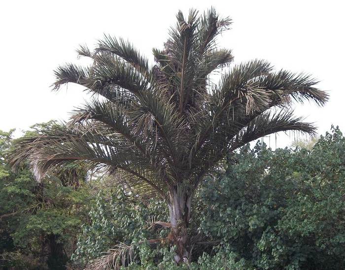 Рафия пальма (Raphia), фото фотография растения