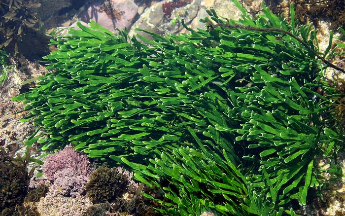 Каулерпа нитевидная (Caulerpa filiformis), фото фотография водоросли