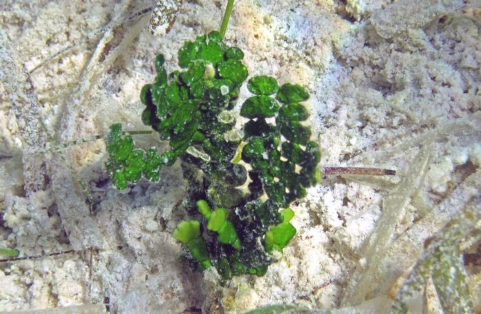 Халимеда инкрассата (Halimeda incrassata), фото фотография водоросли