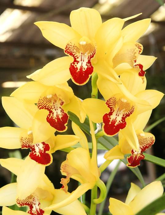 Орхидея цимбидиум (Cymbidium), фото фотография растения