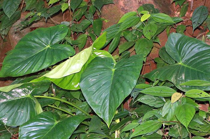  (Philodendron sp.),   