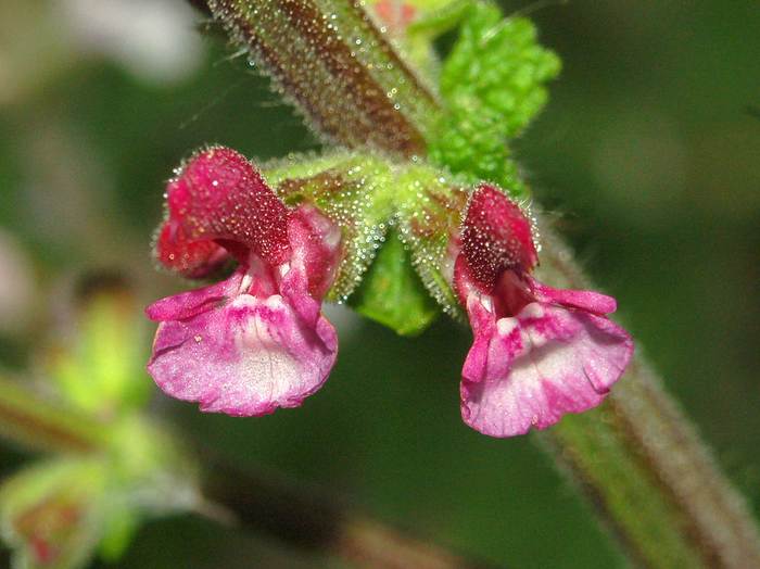  (Salvia viscosa),   