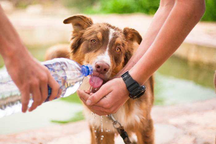 Собака пьет воду из бутылки, фото фотография питомцы