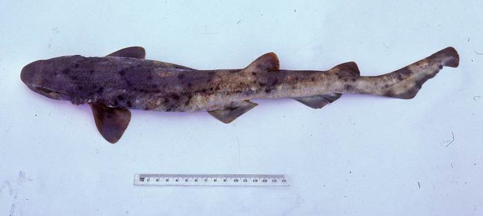 Австралийская пятнистая кошачья акула (Asymbolus analis), фото фотография рыбы