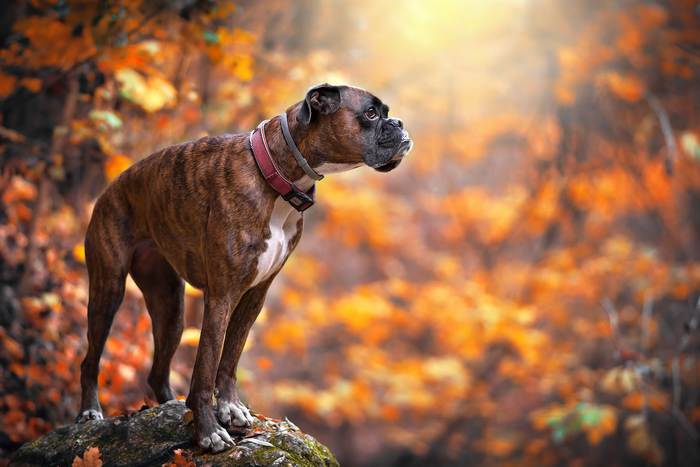 Боксер в осеннем лесу, фото породы собаки фотография картинка