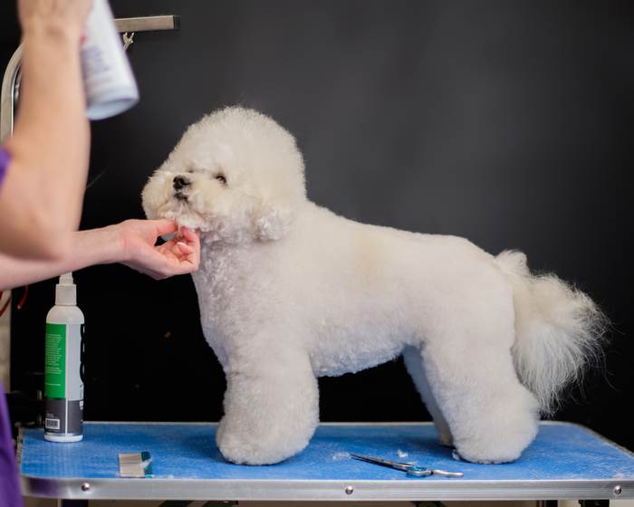 Бишон-фризе, фото фотография породы собак