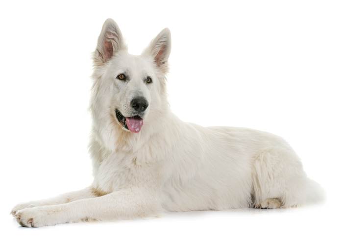 Длинношерстная белая швейцарская овчарка, фото собаки фотография 