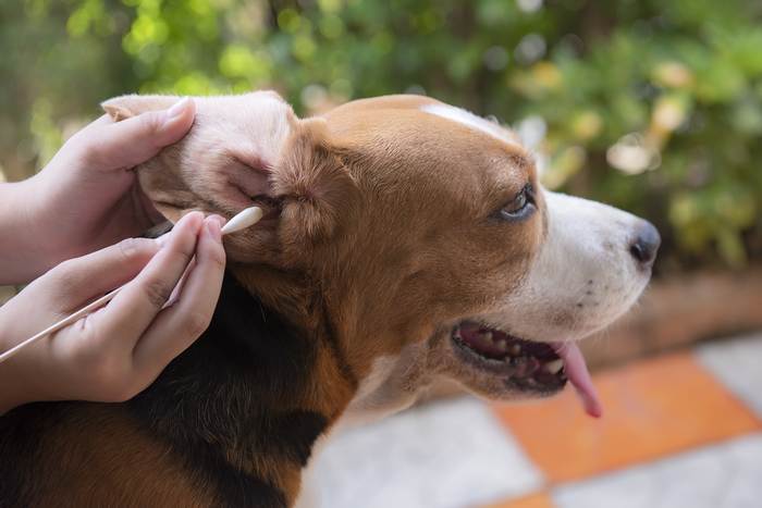 Биглю чистят ухо, фото породы собаки фотография
