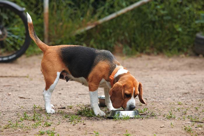 Бигль ест корм из миски, фото фотография собаки