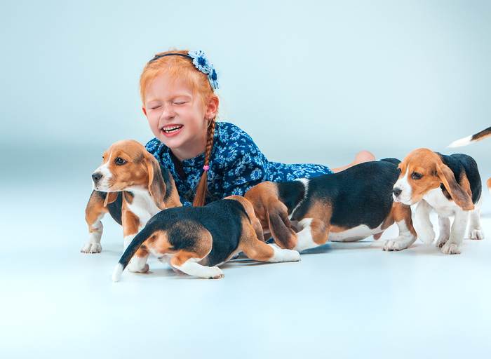 Девочка играет с щенками бигля, фото породы собак фотография