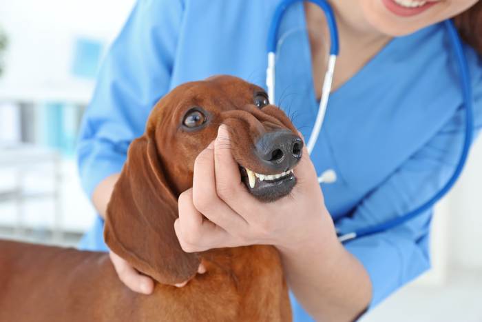 Ветеринарный врач осматривает зубы таксы, фото фотография собаки
