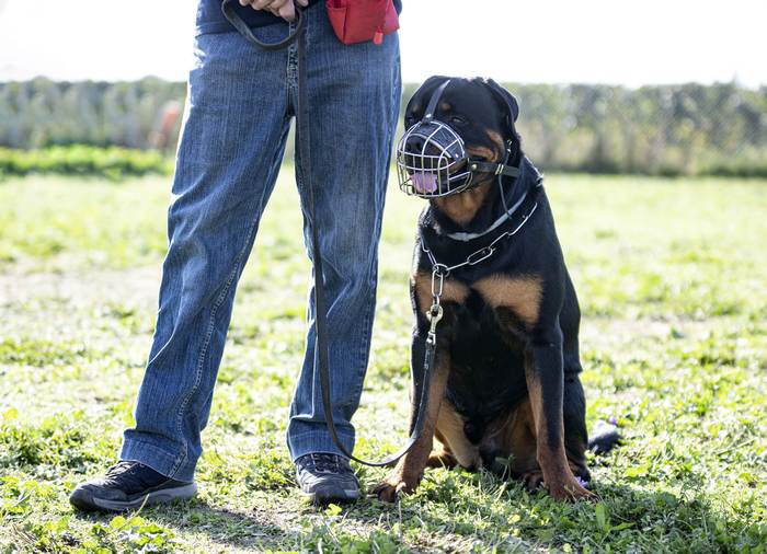 Взрослый ротвейлер в наморднике, фото фотография собаки