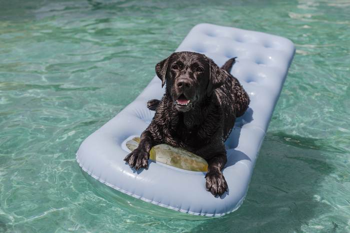 Лабрадор-ретривер плавает в бассейне, фото собаки фотография