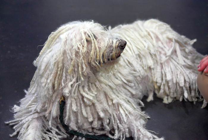 Комондор, венгерская овчарка, фото собаки фотография