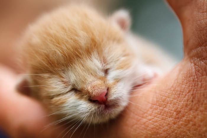 Новорожденный котенок, фото фотография кошки