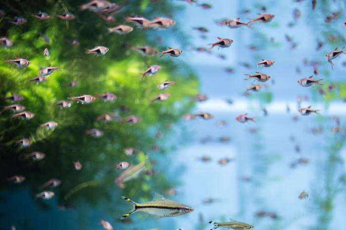 Пресноводный аквариум, фото фотография рыбы