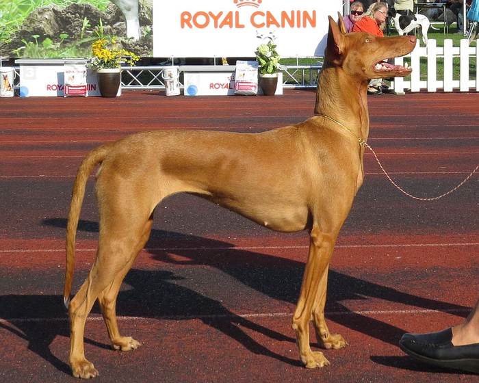 Фараонова собака, фото фотография собаки