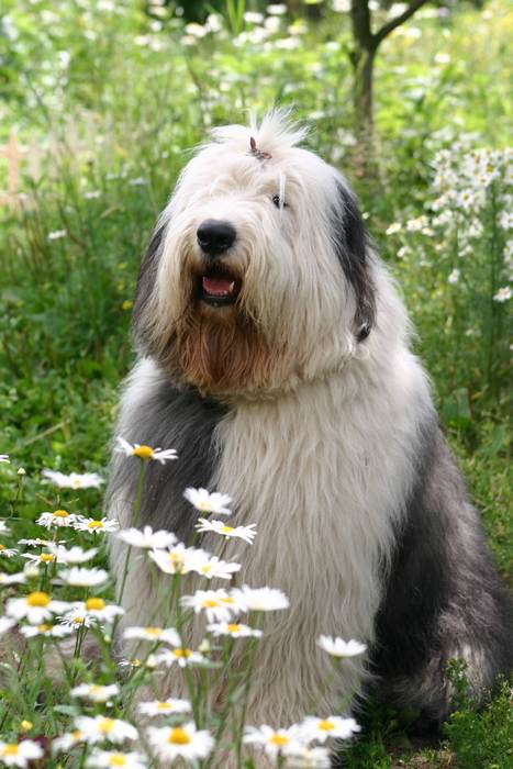 Бобтейл, староанглийская овчарка, фото фотография собаки