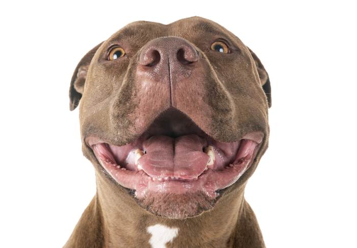 Американский питбультерьер, стаффорд, фото породы собак фотография