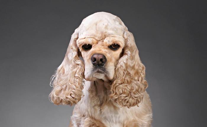 Американский кокер-спаниель, стаффорд, фото породы собак фотография