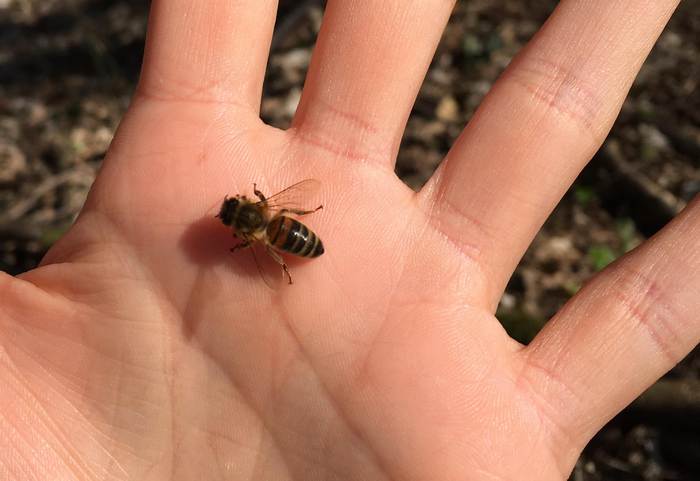Пчела на руке, фото фотография насекомые