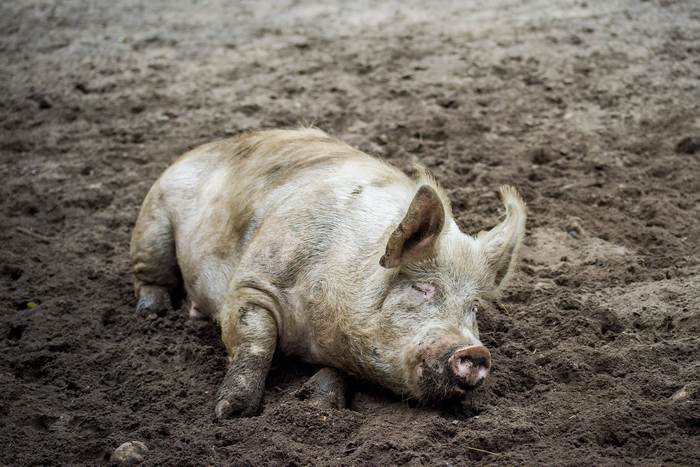 Свинья валяется в грязи, фото фотография поведение собак