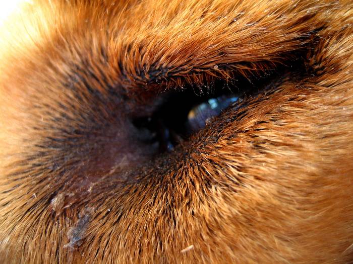 Глаз собаки с выделениями, фото фотография