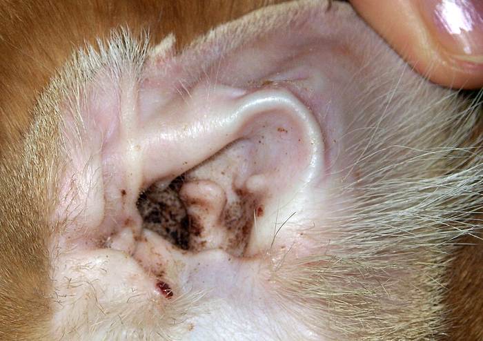 Собачье ухо пораженное ушными клещами (отодектозом), фото фотография собаки