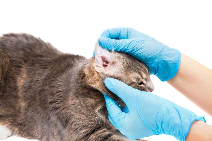Ветеринар осматривает ухо кошки, фото фотография 