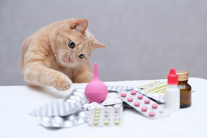 Кошка рассматривает таблетки, фото фотография 