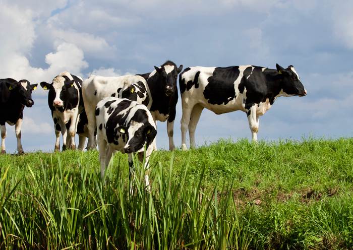 Стадо коров, фото фотография животные