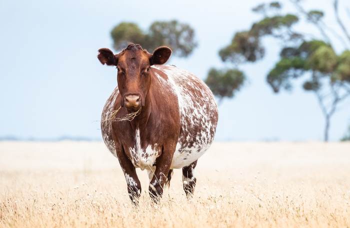 Корова на лугу, фото животные фотография