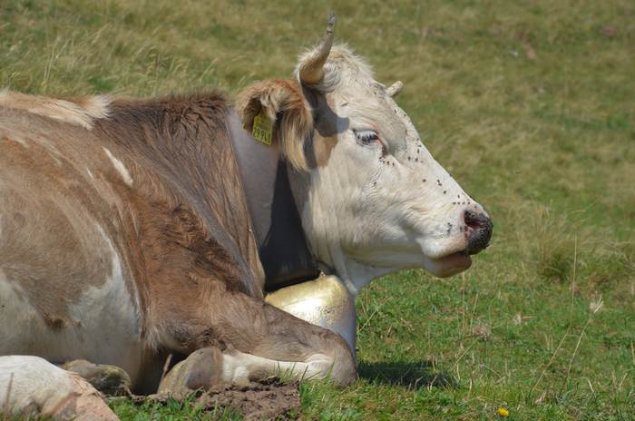 Домашняя корова лежит на лугу, фото фотография животные